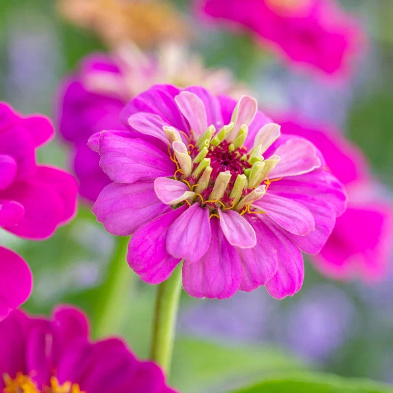 Zinnia elegans 'Purple Prince' Seeds
