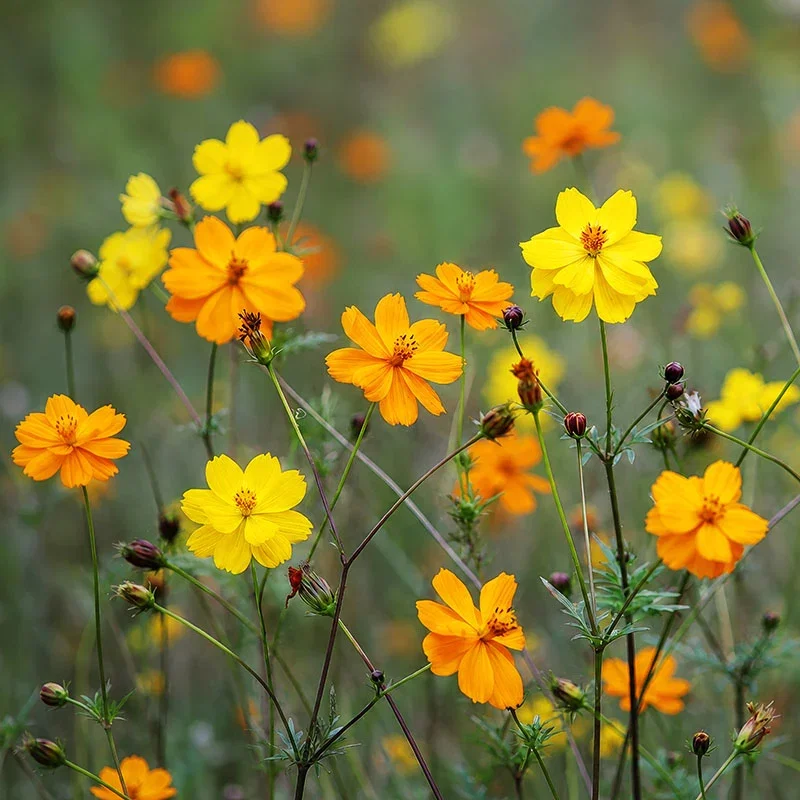 Cosmos sulphureus 'Bright Lights' Seeds