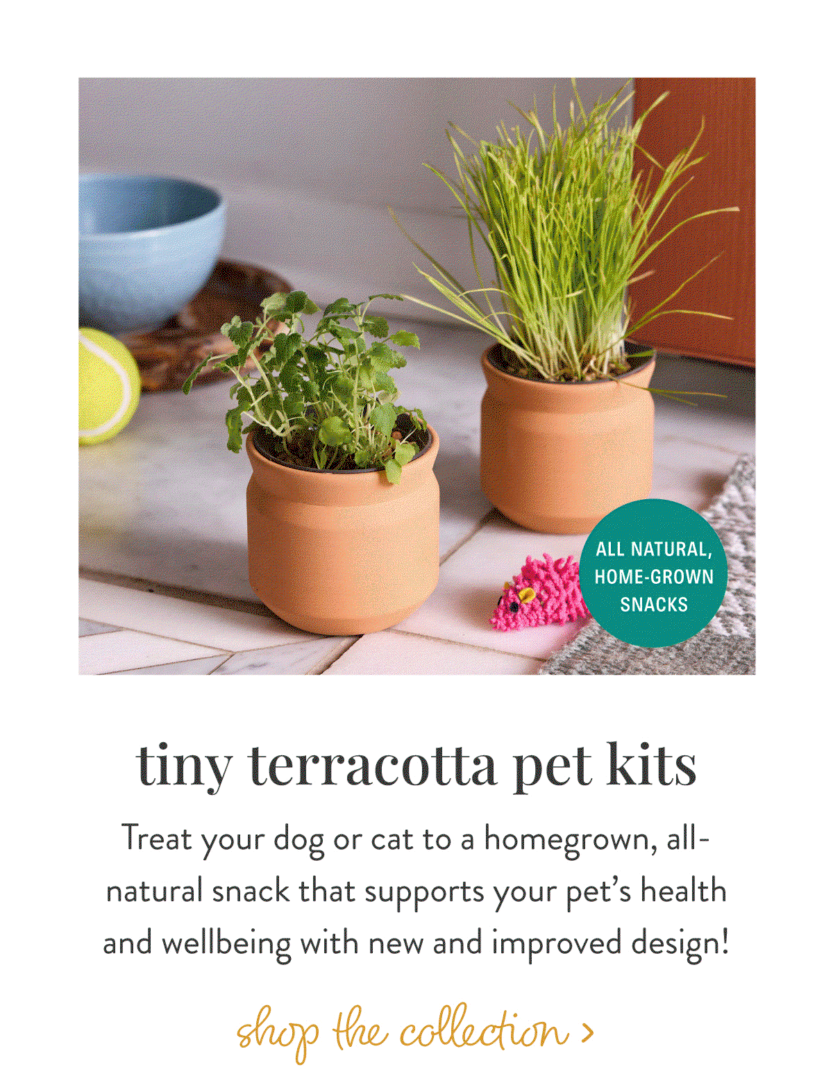 Tiny Terracotta Pet Kits: Treat your dog or cat to a homegrown, all- natural snack that supports your pet’s health and wellbeing with new and improved design!