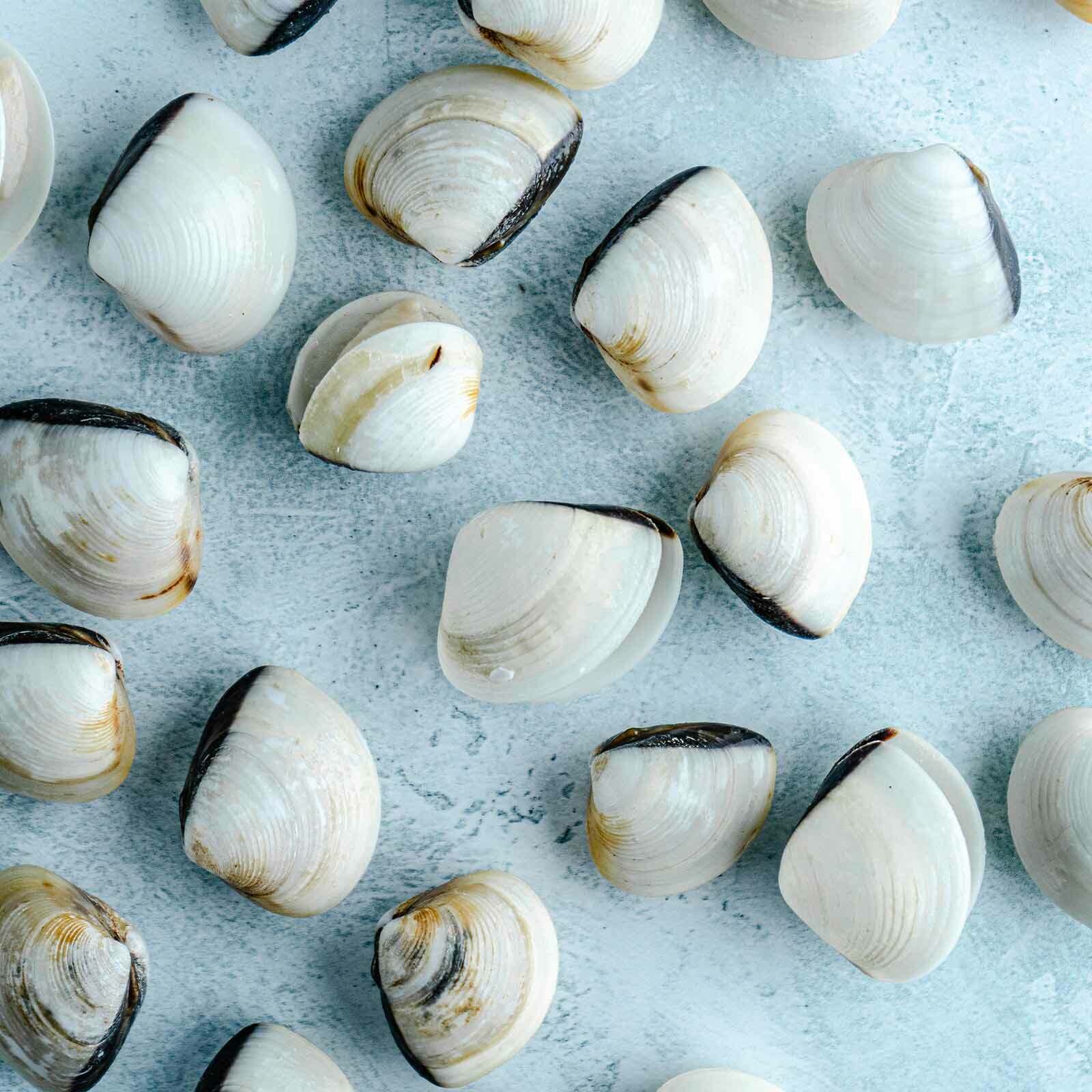 Image of Wild White Meretrix Clams