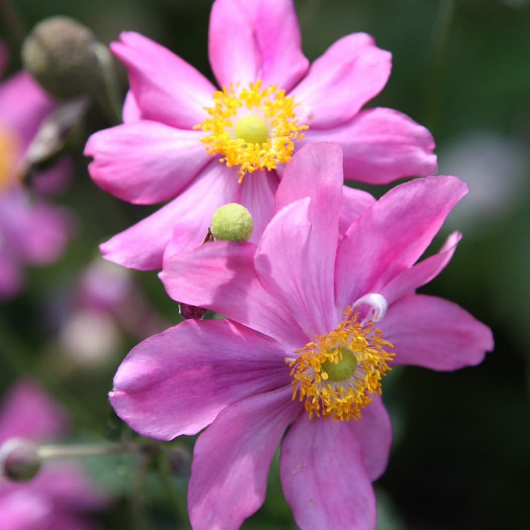 Anemone 'Prinz Heinrich'