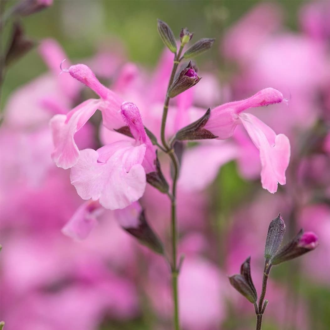 Salvia × jamensis Malabar® ‘Mighty Pink’