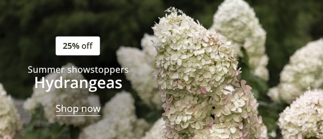 hydrangeas