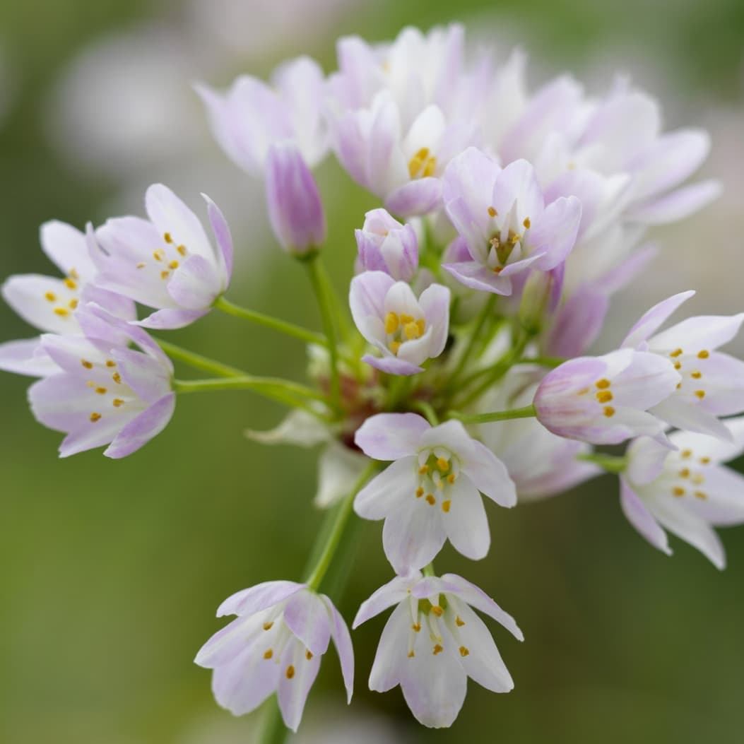 The promise of spring  Alliums