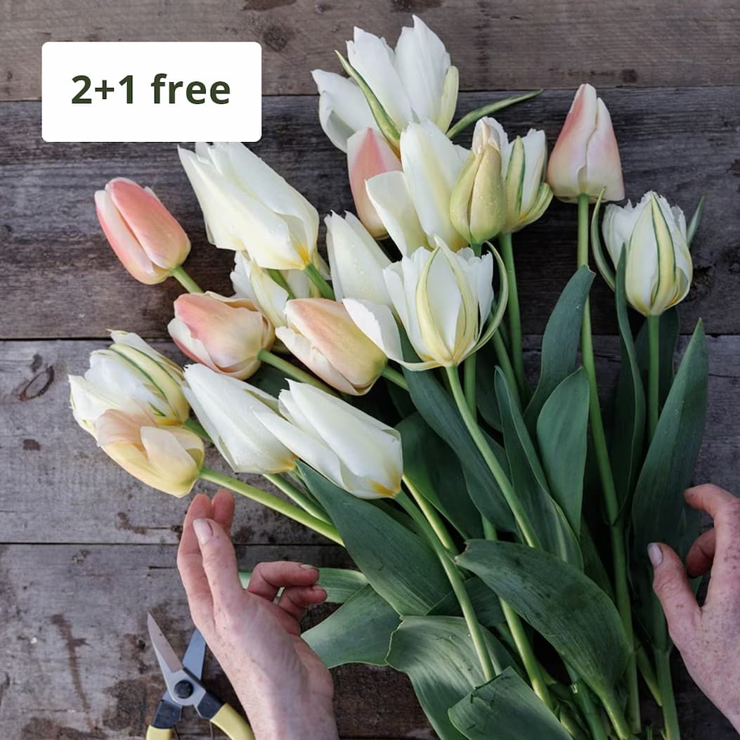 Nougat tulip collection