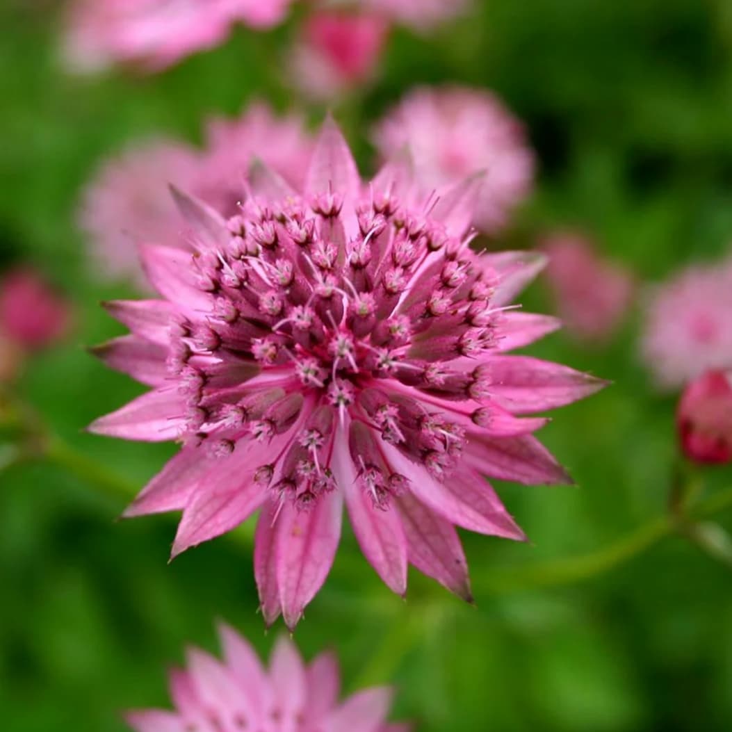 Astrantia 'Roma'