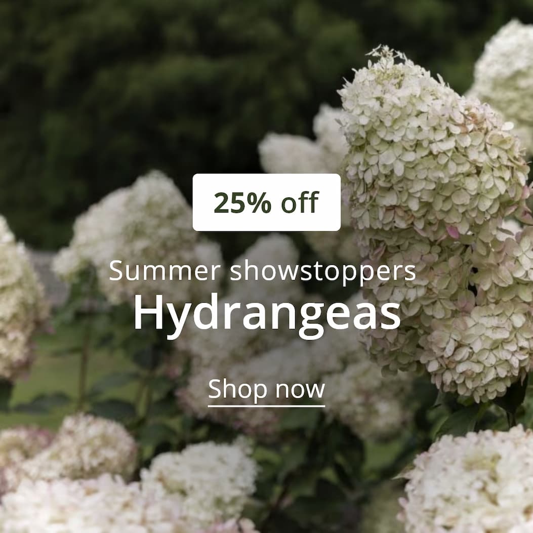hydrangeas