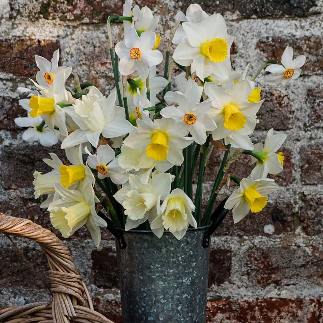 The promise of spring Daffodils 
