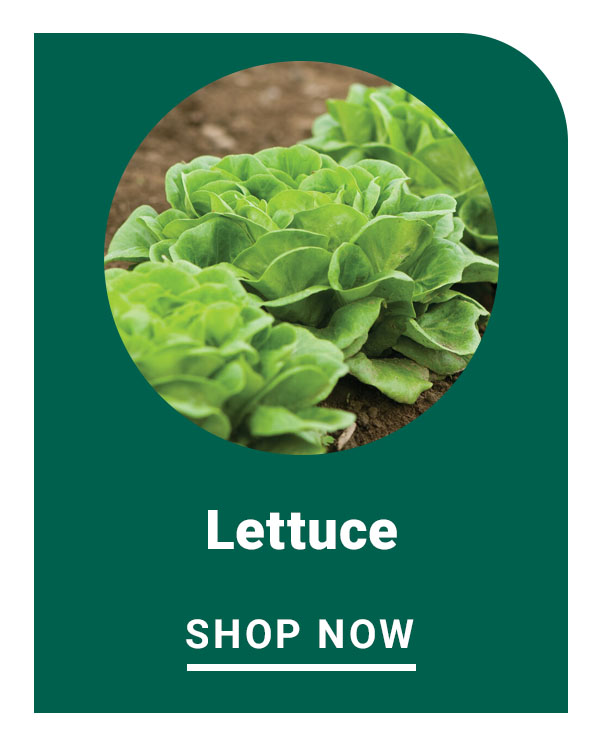 Lettuce