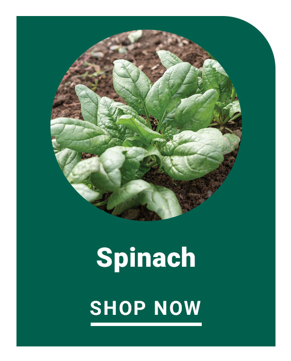 Spinach