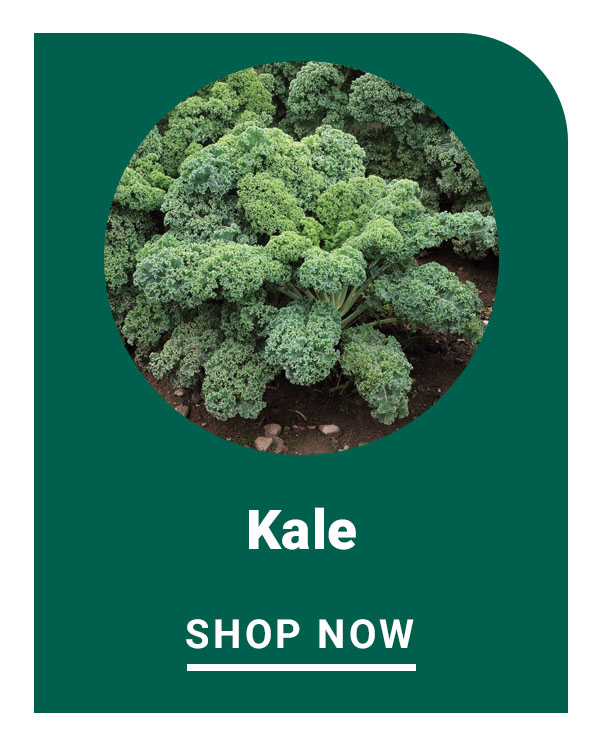 Kale