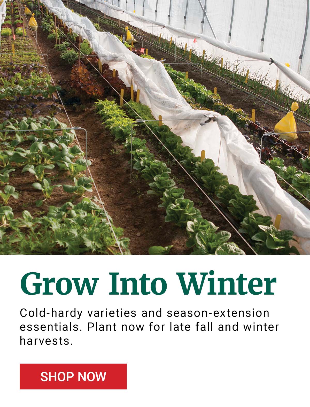 Grow Into Winter: Cold-hardy varieties and season-extension essentials. Plant now for late fall and winter harvests. Shop Now