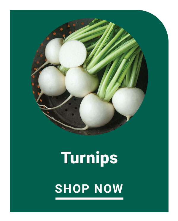 Turnips