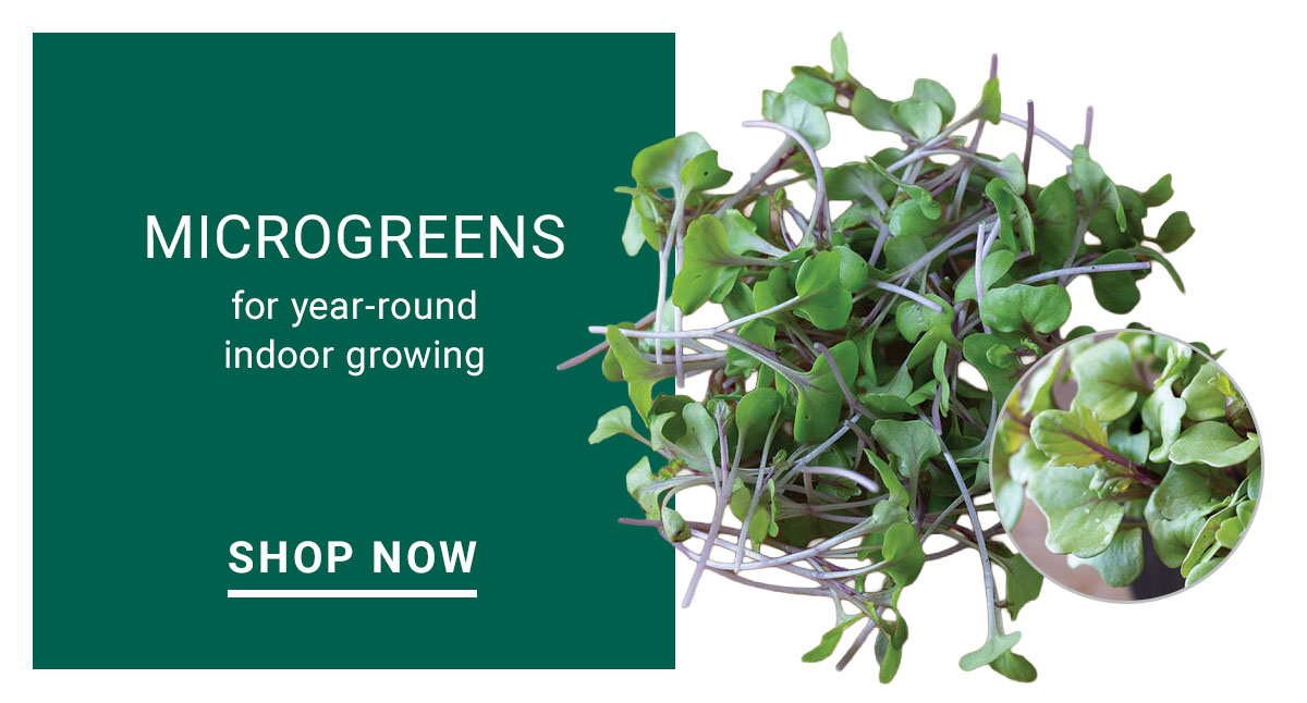 Microgreens for Year-Round Indoor Growing
