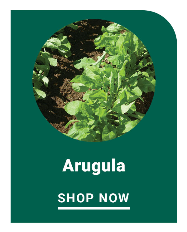 Arugula
