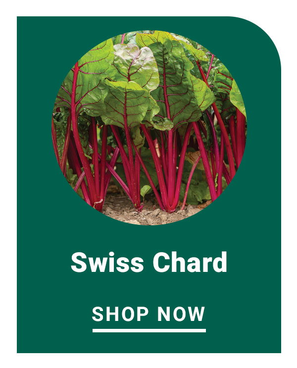 Swiss Chard