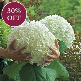 Incrediball® Hydrangea