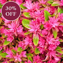 Princess Diana Mophead Hydrangea
