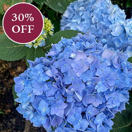 Ibloom™ Azure Skies™ Hydrangea
                  