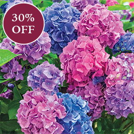 L.A. Dreamin'® Hydrangea