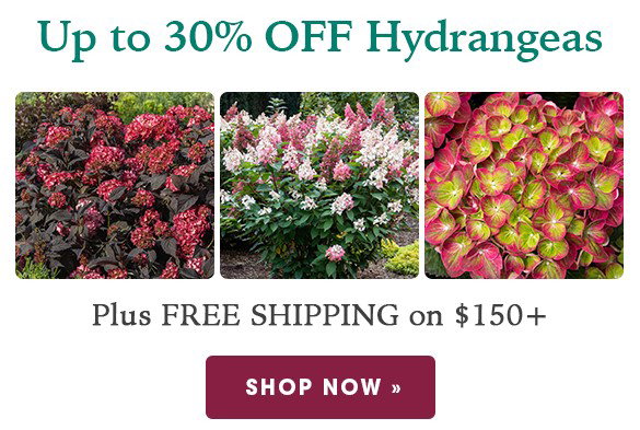 TODAY ONLY: Up to 30% OFF Hydrangeas + Free Shipping on $150+
