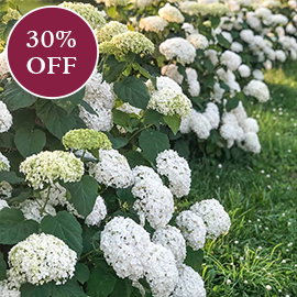 Annabelle Hydrangea Shrub