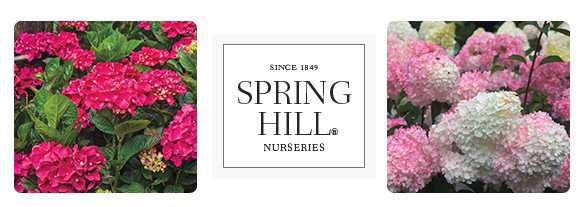 TODAY ONLY: Up to 30% OFF Hydrangeas + Free Shipping on $150+