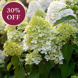 Limelight Hydrangea

