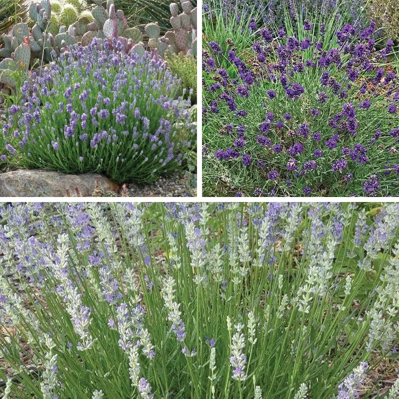 Three Tier Lavender Collection