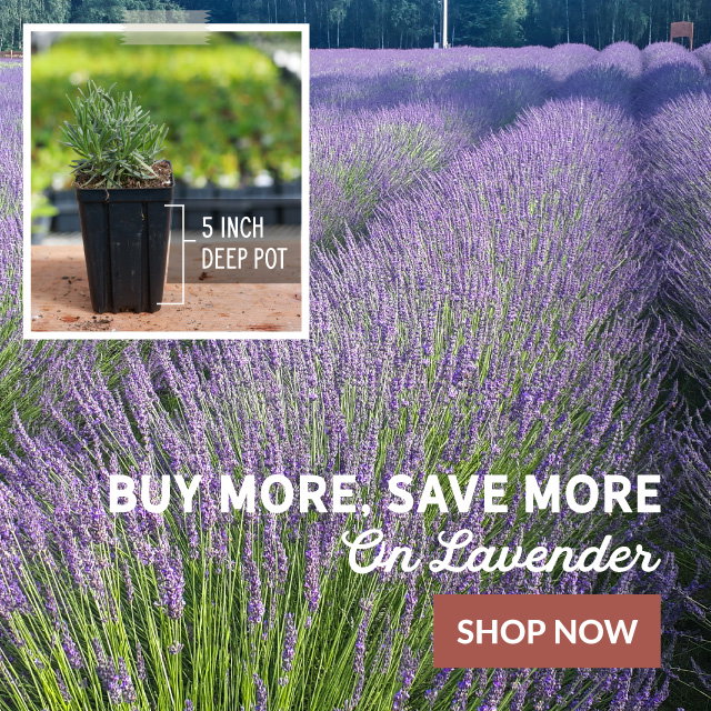 Bulk Lavender