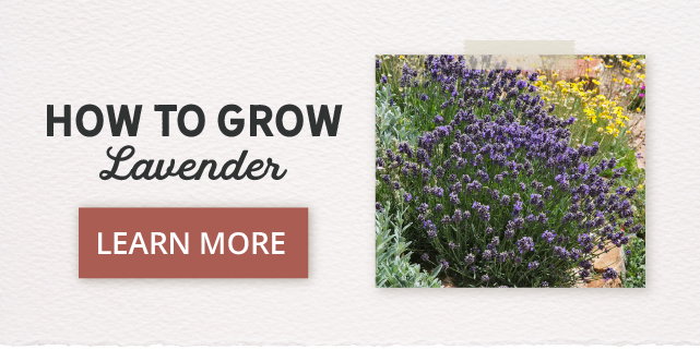 Lavender