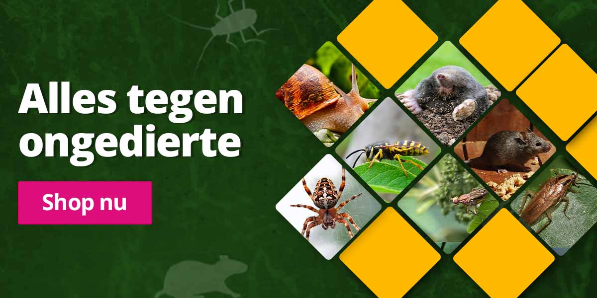 banner-ongedierte