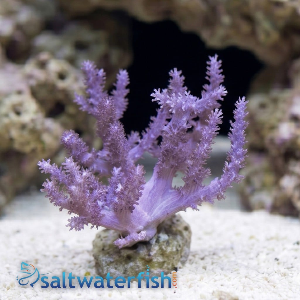 Kenya Tree Coral - Aquacultured