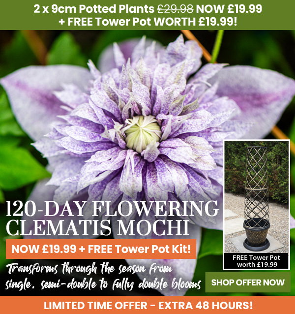 Clematis 'Mochi'