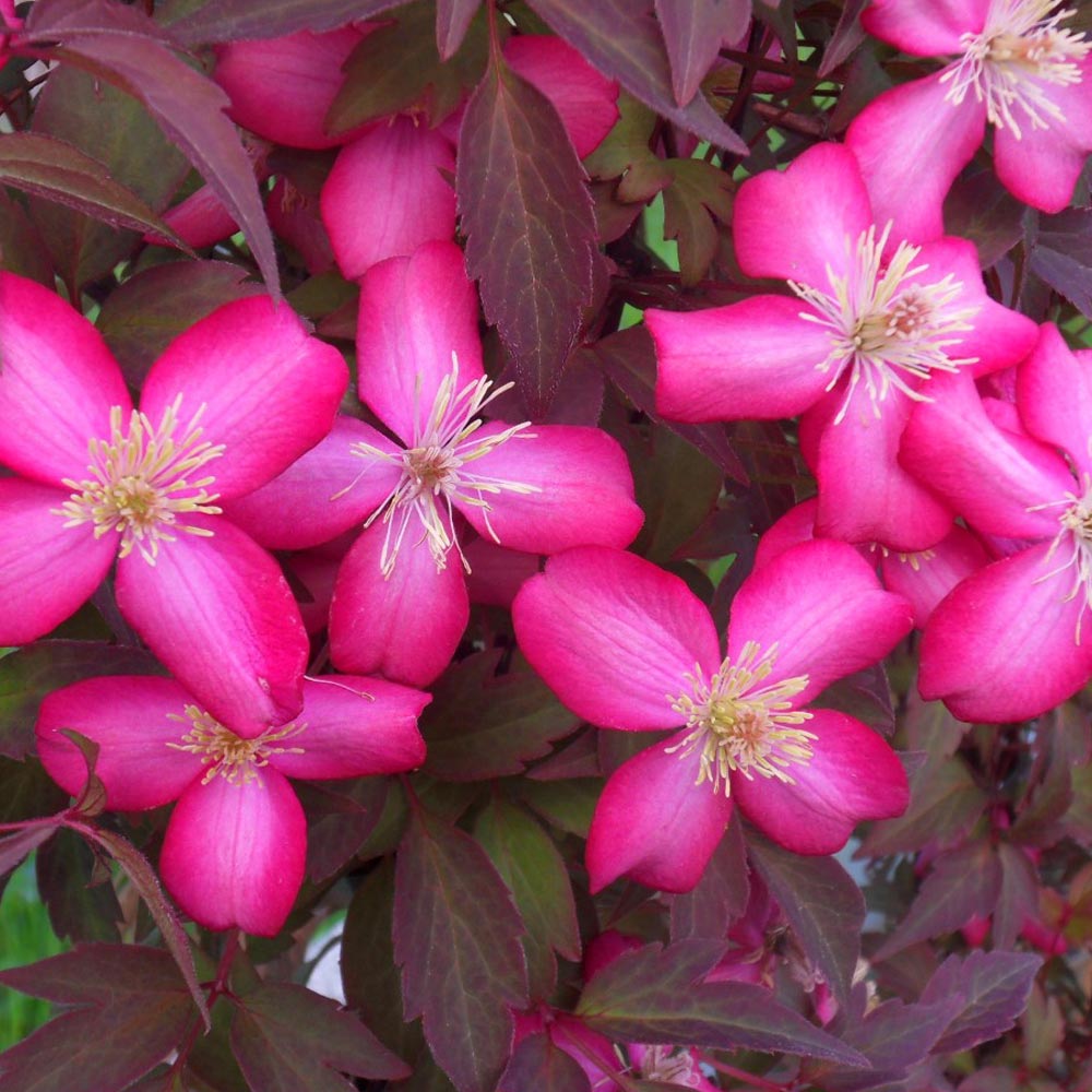 Clematis 'Red Velvet Truffle'