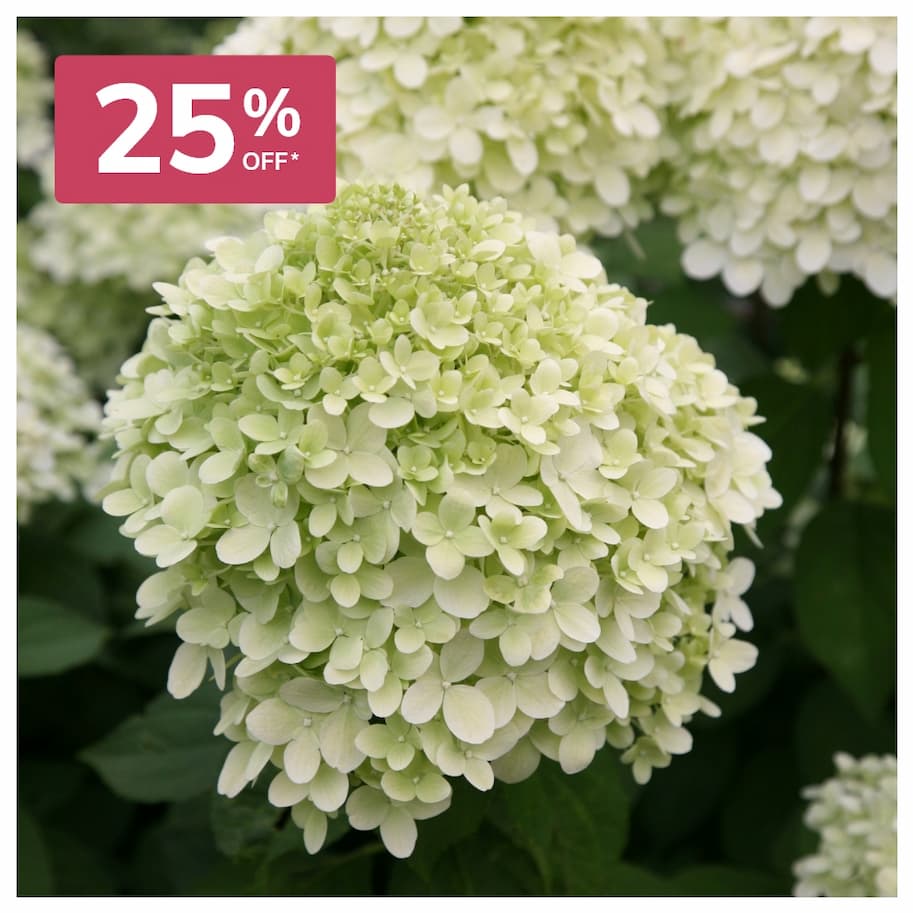 Hydrangea Paniculata Limelight