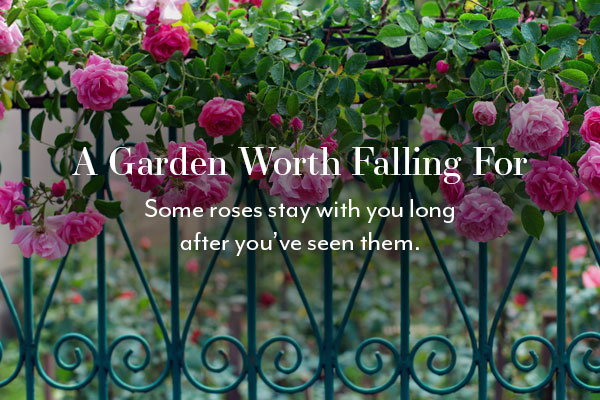 A Garden Worth Falling For