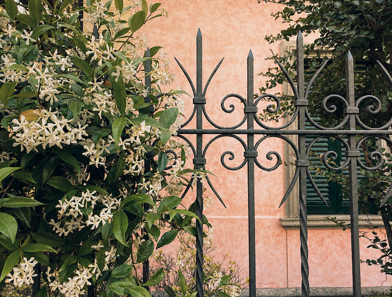 Jasmine climbs an iron gate