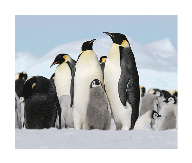 9-night Antarctica