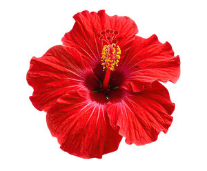 Ibisco