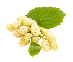 Gelso bianco