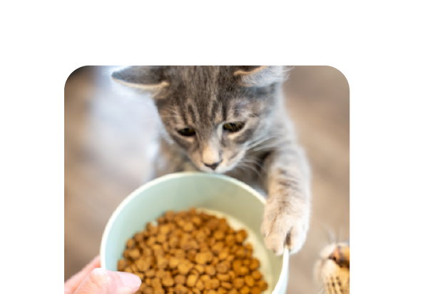 SHOP CAT