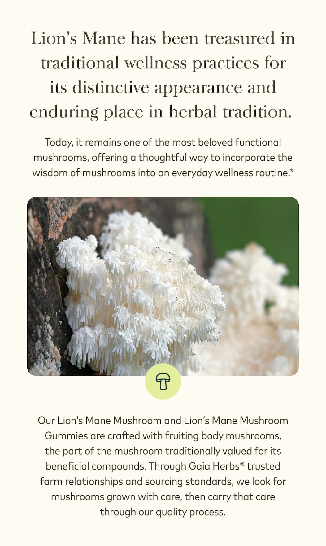 Lion's Mane Mushroom Story