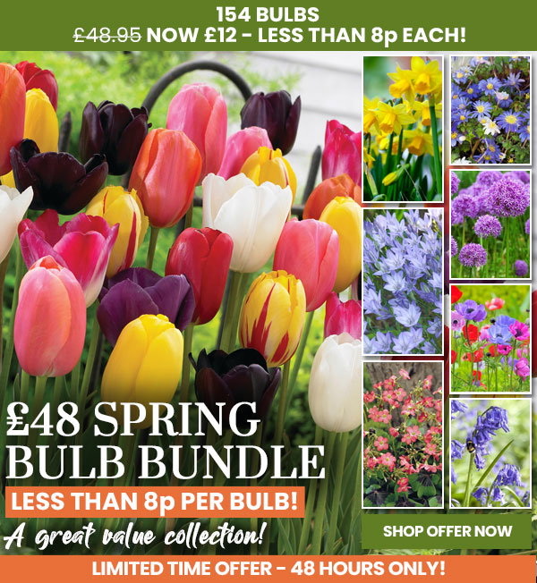 Spring Bulb Bundle