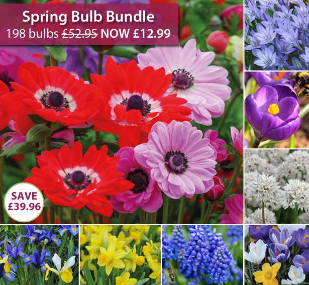 Spring Bulb Bundle