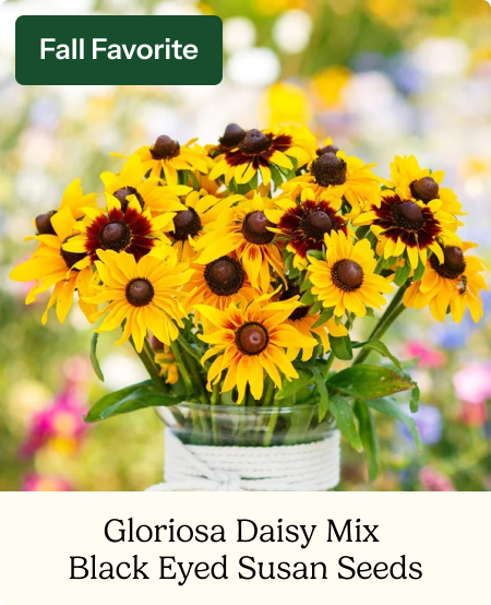 Black Eyed Susan Seeds - Gloriosa Daisy Mix