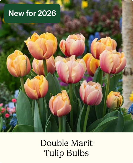 Tulip Bulbs - Double Marit