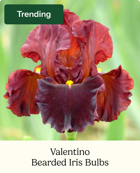 Bearded Iris Bulbs - Valentino