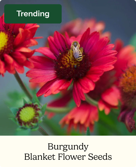Burgundy Blanket Flower Seeds
