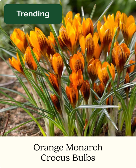 Crocus Bulbs - Orange Monarch